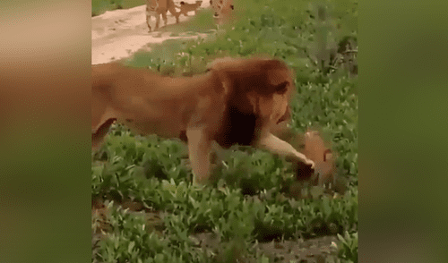 YouTube viral: León golpea a su cachorro, pero la madre lo descubre y le da su merecido [VIDEO] 
