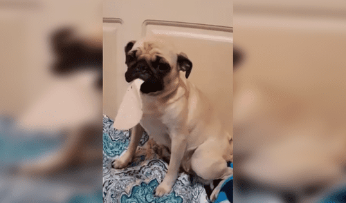 Vía Facebook: Perro se pone a llorar, porque su amo le regaña por glotón [VIDEO]