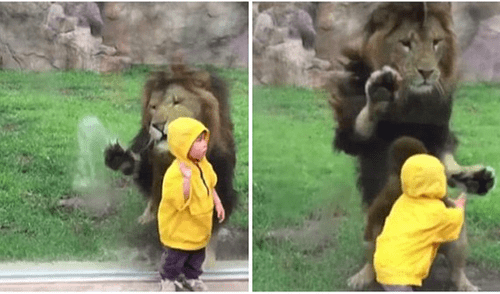 YouTube viral: niño quería fotografía junto a león en su recinto y así reacciona furioso depredador [VIDEO]