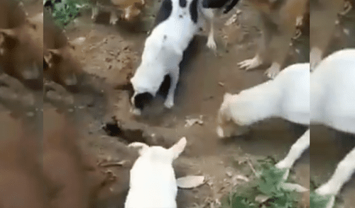Facebook viral: captan a manada de perros ayudando a enterrar a su compañero muerto [VIDEO]