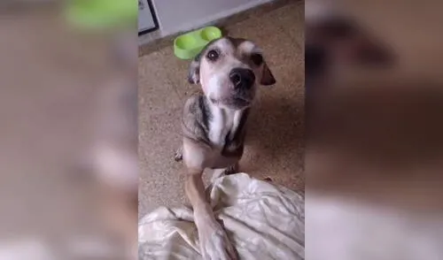 Facebook viral: rescata a perros y se hace tatuaje de sus orejas como muestra de su amor