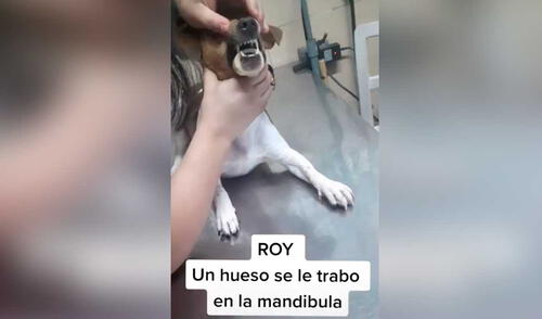 TikTok viral: perro quedó con hueso atorado en su mandíbula y tuvo que ser intervenido
