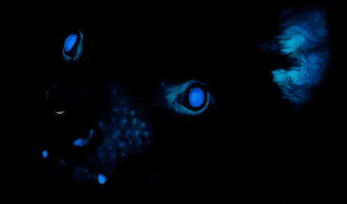 La biofluorescencia se refiere al fenómeno por el cual un organismo vivo absorbe la luz y la reemite con un color diferente. Foto: The Toledo Zoo / Facebook Revelan que los demonios de Tasmania brillan en color azul fluorescente