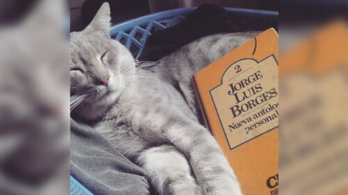 20 de febrero: Día internacional del gato, ¿por qué se celebra esta fecha? [FOTOS]