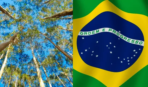 La primera resolución que autorizaba la adquisición de las plantas de eucalipto fue emitida en diciembre de 2019. (Foto: composición Madridmasd/ Pinterest)