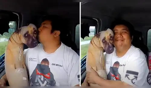 Facebook viral: conductor presume que maneja un tráiler con su perro, pero su pareja revela la verdad