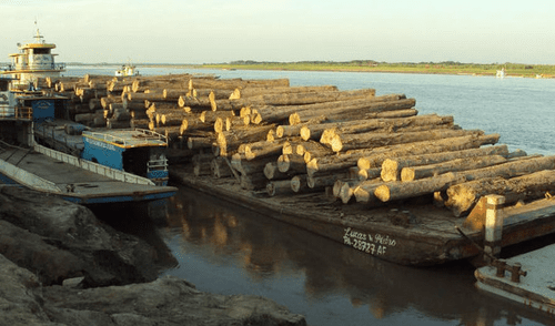 Tras la evaluación se determinó la existencia de 901.827 m3 de madera sin sustento alguno.