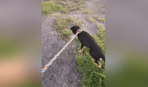 Entrenamiento de perro