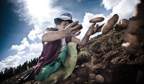 Agrobanco dice que están garantizadas las colocaciones para agricultores