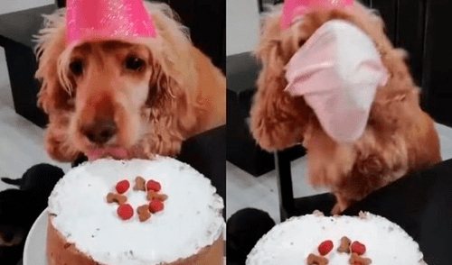 La verdad sobre el perro que usa un tapabocas al oír un estornudo en su cumpleaños [VIDEO]