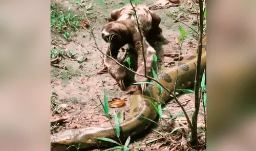 El atrevido perezoso pasó sus garras por el cuerpo de una gigantesca anaconda, que hizo un acción insólita reacción al verlo. Foto: captura YouTube viral: Perezoso le aplasta la cabeza a una enorme anaconda y esta tiene una insólita reacción
