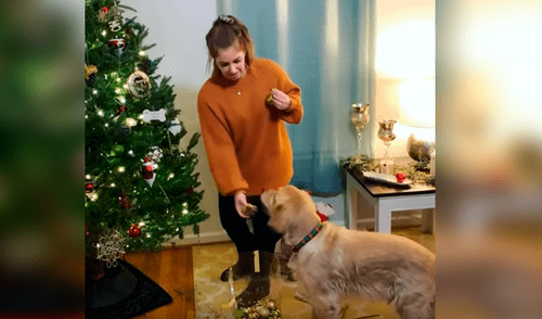 Facebook viral: perro obedece las órdenes de su dueña y le ayuda a decorar el árbol de Navidad [VIDEO]