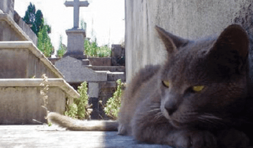 Gatos eran víctimas de constantes abusos.