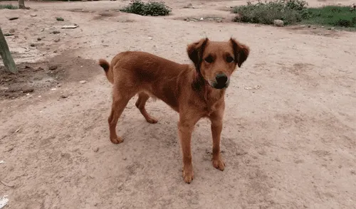 El municipio del distrito ha llegado a entablar un convenio con dos clínicas. (Foto: Municipalidad de Surco)