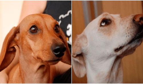 Los veterinarios determinaron que los animales fueron afectados por las bombas lacrimógenas durante las protestas en Chile. (Captura: BioBio) Los veterinarios determinaron que los animales fueron afectados por las bombas lacrimógenas durante las protestas en Chile. (Captura: BioBio)