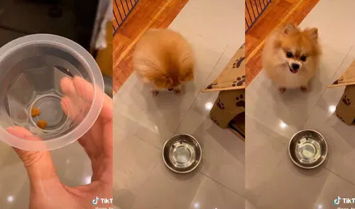 Desliza las imágenes para ver la furiosa e inesperada reacción que tuvo este diminuto perro al no recibir la comida que deseaba.  Foto: Captura de TikTok/ Janeiza
