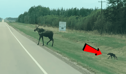Facebook viral: Mamá alce para el tránsito de una carretera para ayudar a cruzar a su crío [VIDEO]