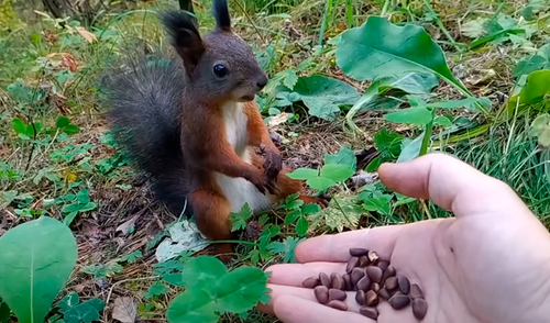 Ardilla tiene insólita reacción al comer las nueces que le da un joven en el bosque [VIDEO]