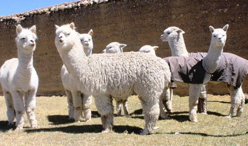 Huancavelica: Buscan recuperar praderas altoandinas para alpacas y vicuñas