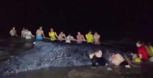 Ballena varada Ballena varada