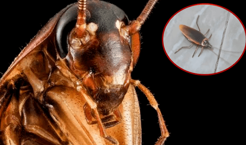 YouTube viral: joven crea cucaracha ‘robot’ y no te imaginas lo que puede hacer [VIDEO]