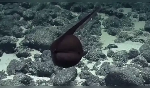 YouTube: Extraño pez asombra sorprende a usuarios de las redes sociales [VIDEO]