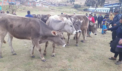 Entregan 53 vacunos raza Brown Swiss a productores huancavelicanos