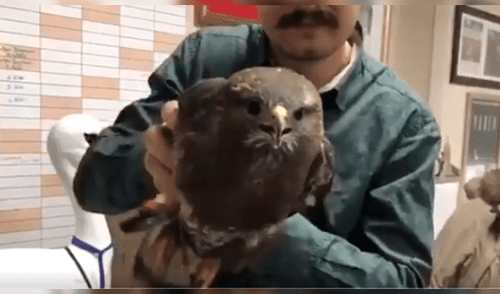 YouTube viral: hombre capta la asombrosa habilidad de un halcón para mantener la cabeza fija [VIDEO]