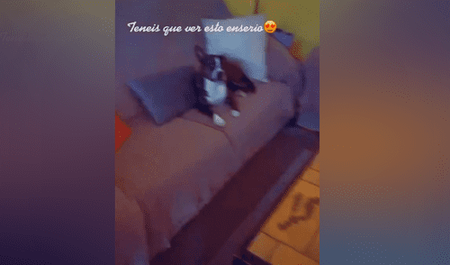 Desliza las imágenes para ver la curiosa reacción que tuvo un perro al escuchar su tema favorito de Ed Sheeran Foto: Rebeca Romero/TikTok Desliza las imágenes para ver la curiosa reacción que tuvo un perro al escuchar su tema favorito de Ed Sheeran Foto: Rebeca Romero/TikTok