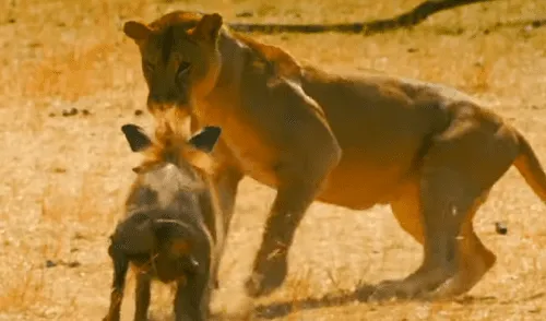 La feroz leona no imaginó que el pequeño cerdo salvaje reaccionara así. Foto: captura hambrienta leona sorprende a pequeño jabalí sin que pueda huir y ocurre lo inesperado