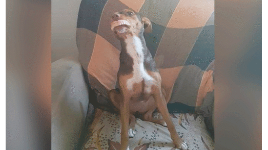 Brasil: Descubren a perrita con la dentadura postiza de abuelita [FOTOS]