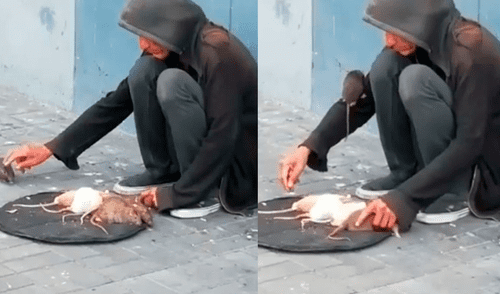 Facebook: 'hipnotizador' logra que ratas hagan lo que él les pide y video lo demuestra