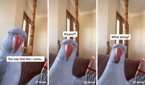 Las insólitas respuestas del lorito desataron risas en TikTok. Fotos: captura de TikTok. "¿Besos?": así responde este loro cuando lo descubren haciendo travesuras