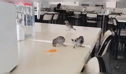 Facebook: Pajaritos "invaden" universidad y hacen lo impensado frente a todos Facebook: Pajaritos "invaden" universidad y hacen lo impensado frente a todos