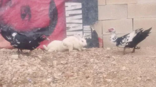 Facebook: Conejo tiene duelo a muerte con patos y video asombra al mundo entero