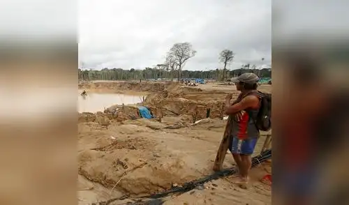 Continúa deforestación de bosques en Madre de Dios