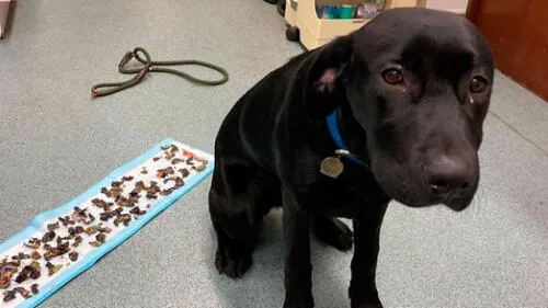 El animal tiene seis meses. (Fuente: The Sun) El animal tiene seis meses. (Fuente: The Sun)