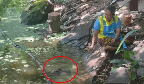 El video viral ha sido compartido en el canal Viral Press. Foto: captura de YouTube YouTube viral: anciana se coloca en la orilla de un río para alimentar a unos cocodrilos hambrientos