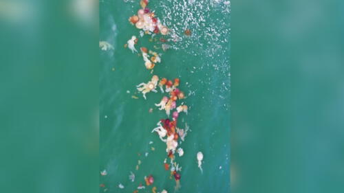 Fotografía tomada en la playa Pico Alto. Malaguas que aparecen en los últimos días no serían peligrosas, según un salvavidas de Lurín. Aún así se recomienda no tener contacto con ellas. (Crédito: OnMyWaySoon) malaguas