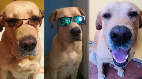 perro perdido perro perdido