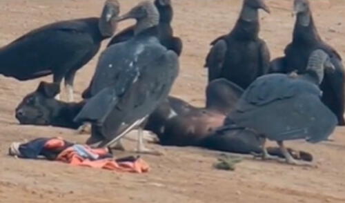Perrito dormía en la playa y un grupo de gavilanes lo rodea porque pensaron que estaba muerto