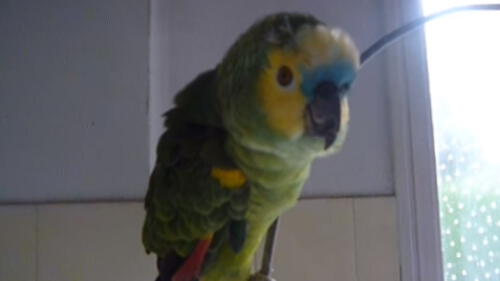 YouTube viral: loro causa revuelo tras cantar "la cucaracha ya no puede caminar"