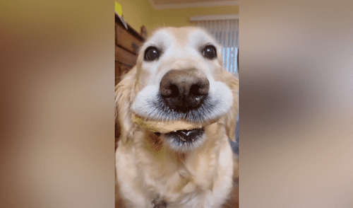 Perro ‘esconde’ un pedazo de pan en su boca y tiene curioso comportamiento al ser descubierto [VIDEO]