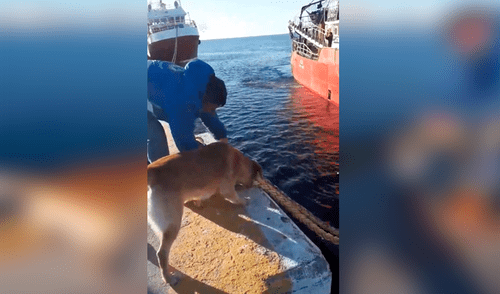 Facebook viral: Perrito se hace famoso por ayudar a amarrar los barcos que llegan a un puerto [VIDEO]