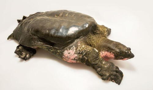 Solo tres tortugas de Swinhoe quedan en todo el mundo [FOTOS]