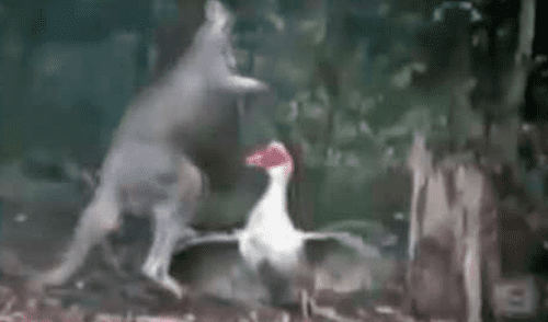 Facebook: Musculoso canguro se enfrenta a un ganso y le da fuerte paliza