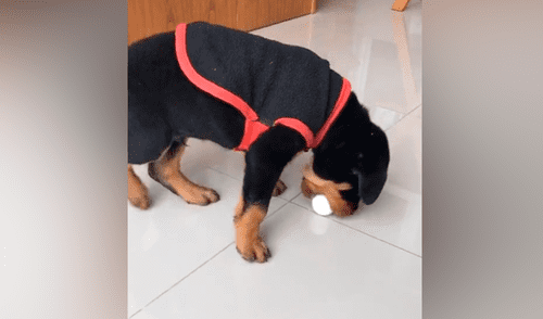 Desliza las imágenes para ver la peculiar reacción que tuvo un cachorro al recibir un huevo de parte de su dueña. Fotocapturas: candecondex/TikTok