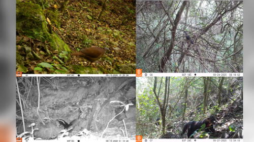 Especies de aves y mamíferos en bosques de Amazonas