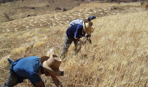 Sector agropecuario creció 5,3% en marzo Sector agropecuario creció 5,3% en marzo