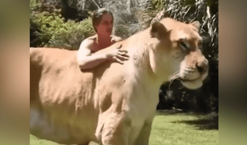 YouTube viral: Tigresa y león tienen cría considerada el felino más grande del mundo [VIDEO]